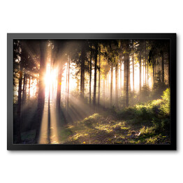 Obraz w ramie Słońce przebijające się przez ciemne sylwetki drzew w lesie