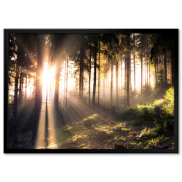 Plakat w ramie Słońce przebijające się przez ciemne sylwetki drzew w lesie