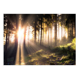 Plakat Słońce przebijające się przez ciemne sylwetki drzew w lesie