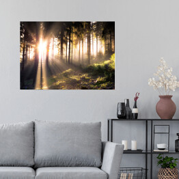 Plakat Słońce przebijające się przez ciemne sylwetki drzew w lesie