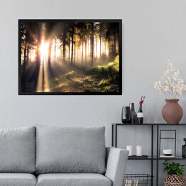 Obraz w ramie Słońce przebijające się przez ciemne sylwetki drzew w lesie