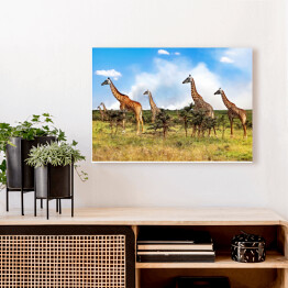 Obraz na płótnie Stado żyrafy w Afrykańskiej sawannie, Tanzania
