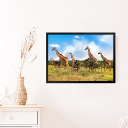Obraz w ramie Stado żyrafy w Afrykańskiej sawannie, Tanzania