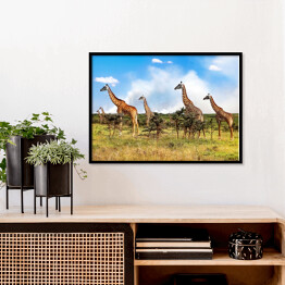 Plakat w ramie Stado żyrafy w Afrykańskiej sawannie, Tanzania