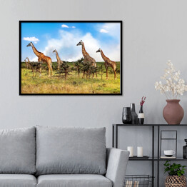Plakat w ramie Stado żyrafy w Afrykańskiej sawannie, Tanzania