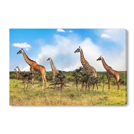 Obraz na płótnie Stado żyrafy w Afrykańskiej sawannie, Tanzania
