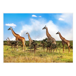 Stado żyrafy w Afrykańskiej sawannie, Tanzania