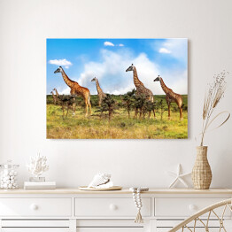 Stado żyrafy w Afrykańskiej sawannie, Tanzania