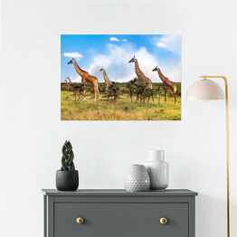 Plakat samoprzylepny Stado żyrafy w Afrykańskiej sawannie, Tanzania