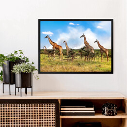Obraz w ramie Stado żyrafy w Afrykańskiej sawannie, Tanzania
