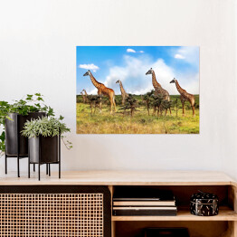 Plakat samoprzylepny Stado żyrafy w Afrykańskiej sawannie, Tanzania