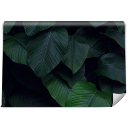 Tropikalne liście w dżungli
