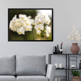 Białe orchidee w cieniu