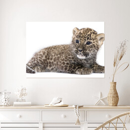 Plakat Leżący mały leopard