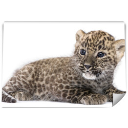 Fototapeta Leżący mały leopard