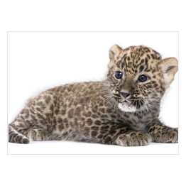 Leżący mały leopard