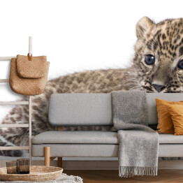 Fototapeta winylowa zmywalna Leżący mały leopard