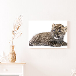 Leżący mały leopard