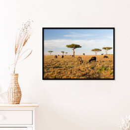 Plakat w ramie Stado bizonów na savannie w Afryce