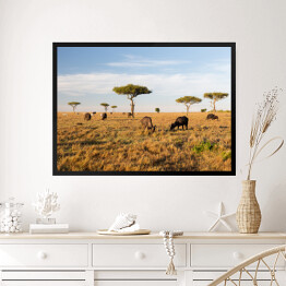 Obraz w ramie Stado bizonów na savannie w Afryce