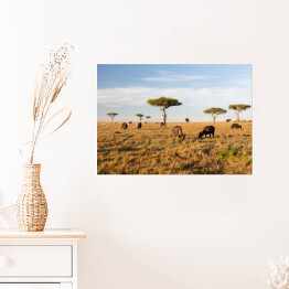 Plakat samoprzylepny Stado bizonów na savannie w Afryce