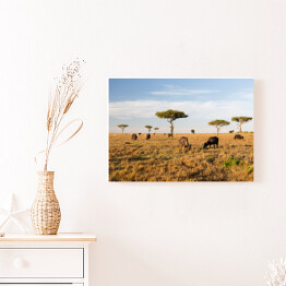 Obraz na płótnie Stado bizonów na savannie w Afryce