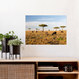 Plakat Stado bizonów na savannie w Afryce