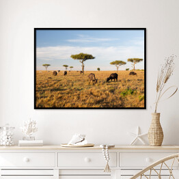 Plakat w ramie Stado bizonów na savannie w Afryce