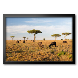 Obraz w ramie Stado bizonów na savannie w Afryce