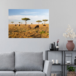 Plakat Stado bizonów na savannie w Afryce