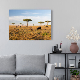  Stado bizonów na savannie w Afryce