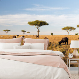 Fototapeta Stado bizonów na savannie w Afryce