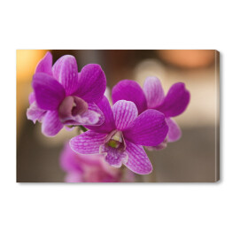 Fioletowa orchidea w dużym zbliżeniu