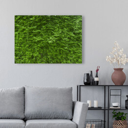 Obraz na płótnie Bujne zielone bambusowe tło