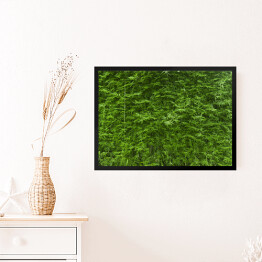 Obraz w ramie Bujne zielone bambusowe tło