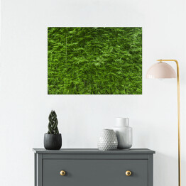 Plakat Bujne zielone bambusowe tło