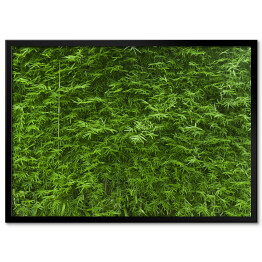 Obraz klasyczny Bujne zielone bambusowe tło