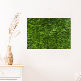 Plakat samoprzylepny Bujne zielone bambusowe tło