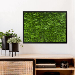 Obraz w ramie Bujne zielone bambusowe tło