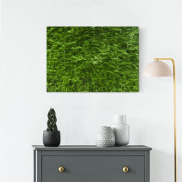 Obraz na płótnie Bujne zielone bambusowe tło