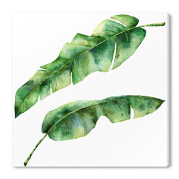 Akwarela - liście drzewa bananowca