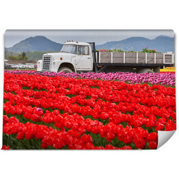 Fototapeta winylowa zmywalna Uprawa tulipanów
