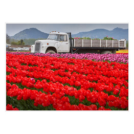 Plakat Uprawa tulipanów