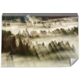 Fototapeta samoprzylepna Promienie słońca nad mglistym lasem