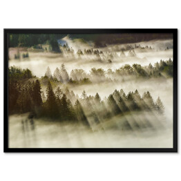 Plakat w ramie Promienie słońca nad mglistym lasem