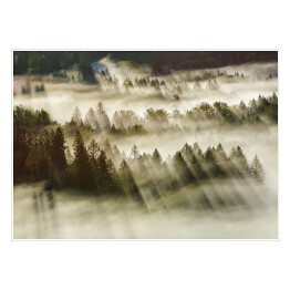 Plakat samoprzylepny Promienie słońca nad mglistym lasem