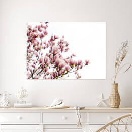 Plakat samoprzylepny Kwitnące kwiaty magnolii w okresie wiosennym 