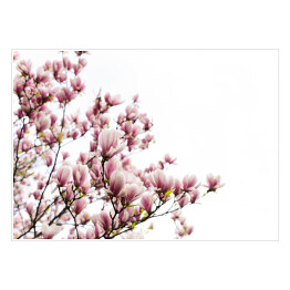Plakat samoprzylepny Kwitnące kwiaty magnolii w okresie wiosennym 