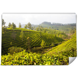 Fototapeta winylowa zmywalna Herbaciane plantacje w Munnar, Indie