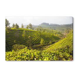 Obraz na płótnie Herbaciane plantacje w Munnar, Indie